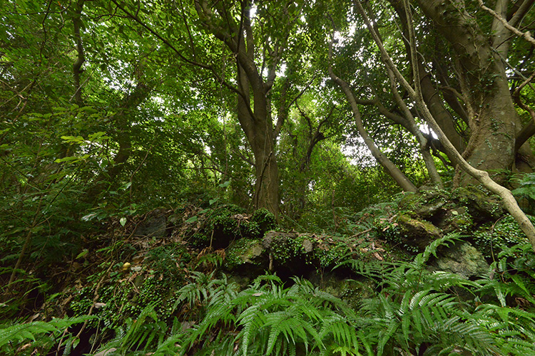 1 코스 곶자왈 사진