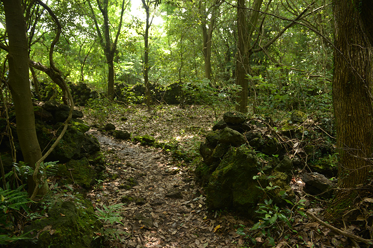 1 코스 곶자왈 사진