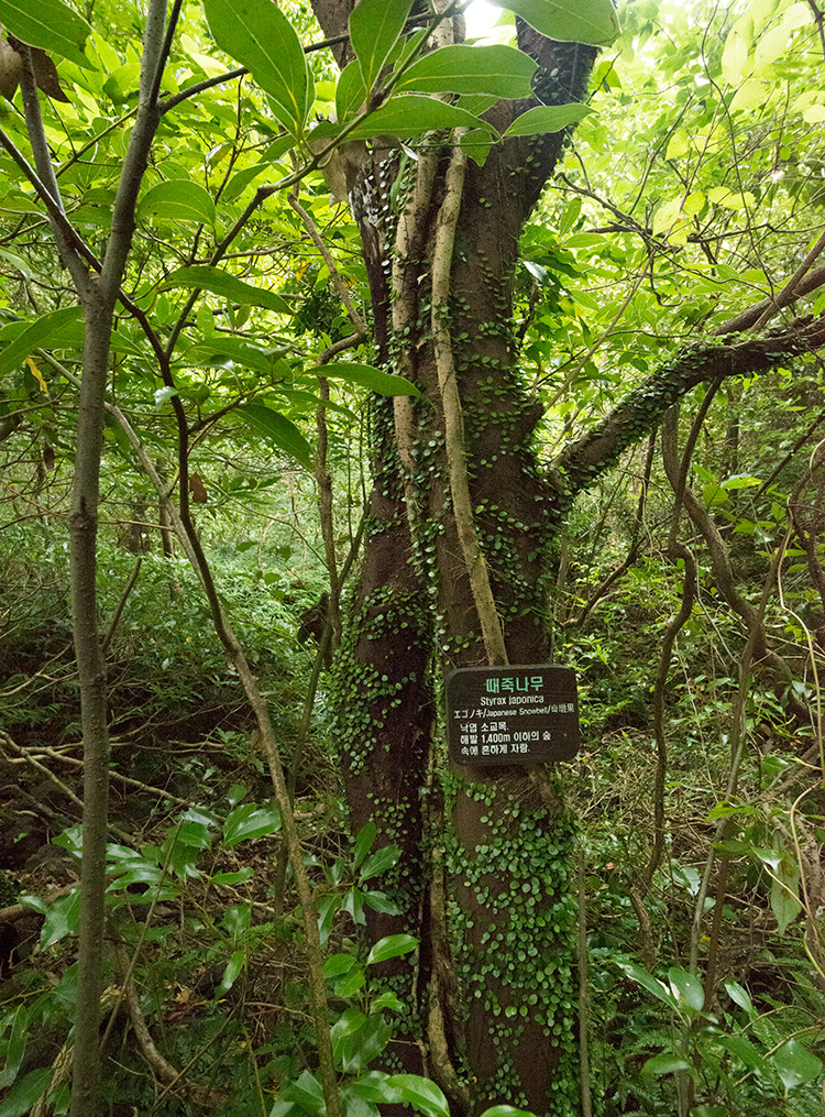 2 코스 곶자왈 사진