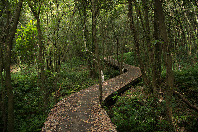 4 코스 곶자왈 사진