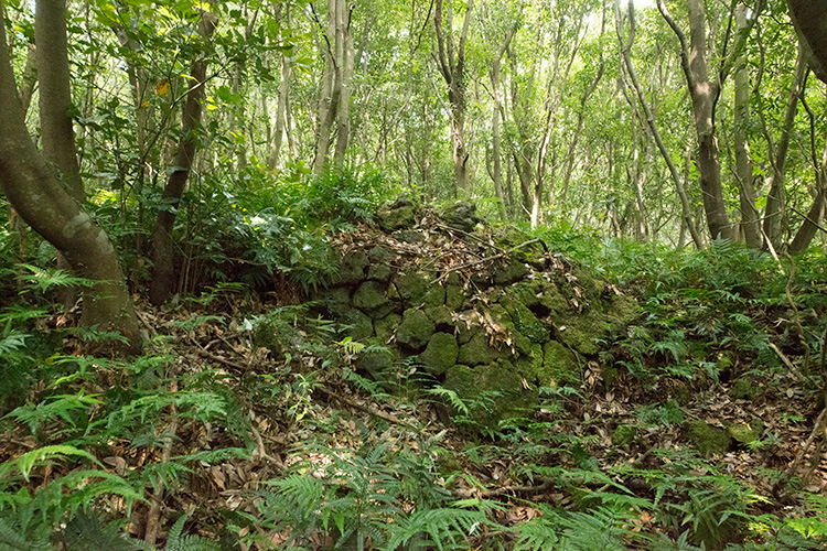 5 코스 곶자왈 사진
