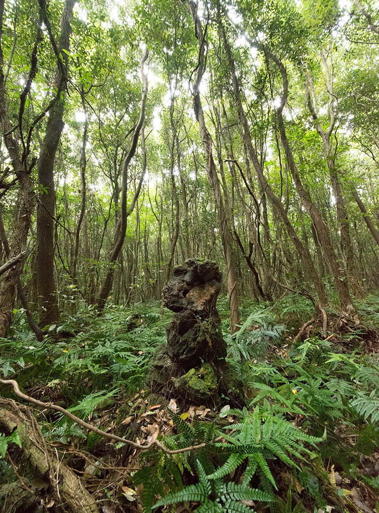 5 코스 곶자왈 사진