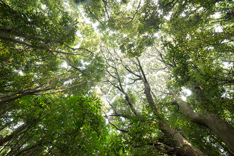 5 코스 곶자왈 사진