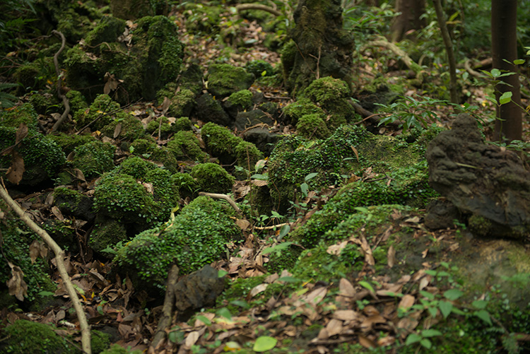 제주곶자왈도립공원 곶자왈에 널린 암석