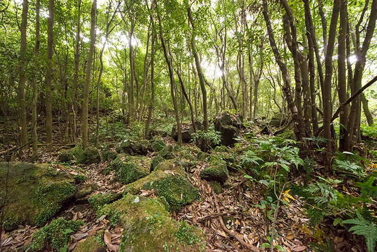 제주곶자왈도립공원 숲과 암석