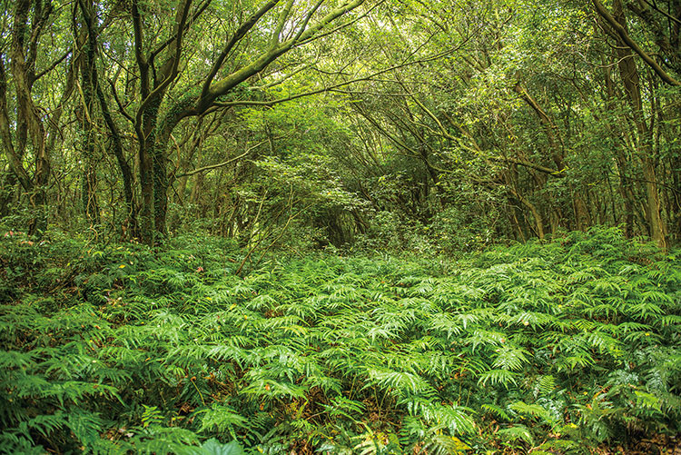 곶자왈 양치식물