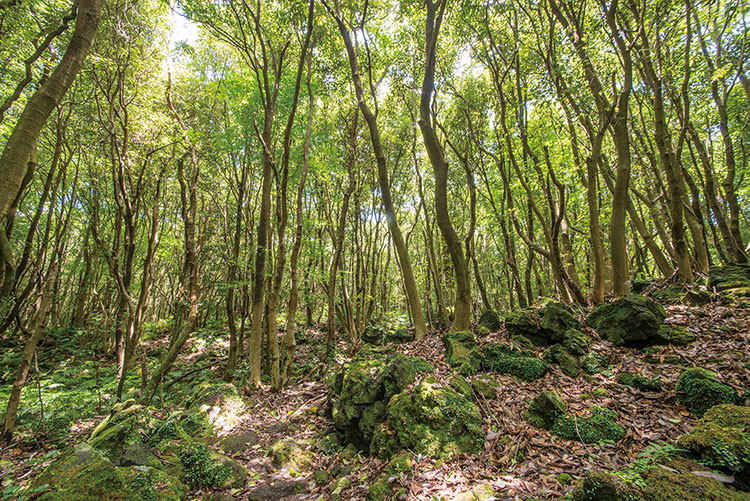 곶자왈의 일반특성