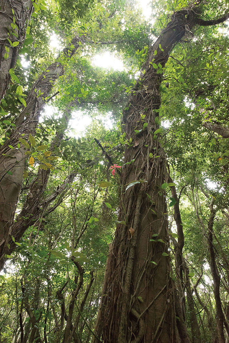 곶자왈 자연생태계