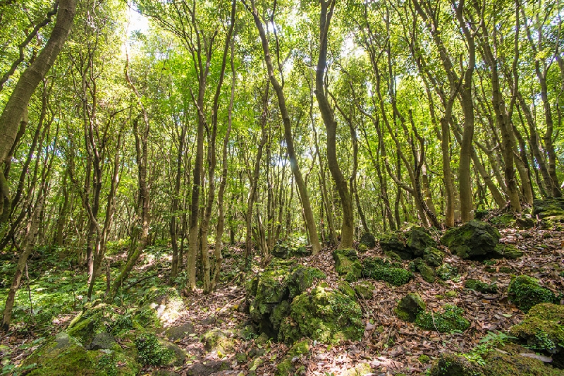 제주곶자왈도립공원