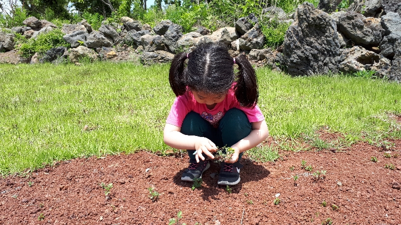 2017년 5월의 따뜻하고 푸르른 날. 곶자왈 생태놀이